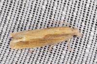 Eucosma obumbratana