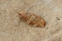 Pandemis corylana