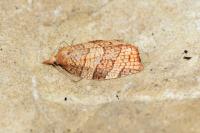Pandemis corylana