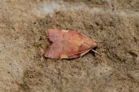 Carcina quercana