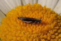 Sophronia humerella
