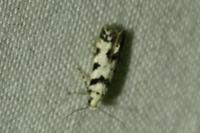 Pseudotelphusa scalella