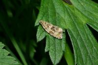 Celypha lacunana
