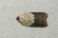 Acleris variegana