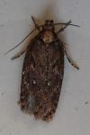 Depressaria albipunctella