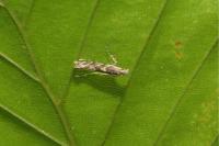 Acrocercops brongniardella