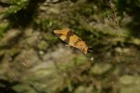 Epagoge grotiana