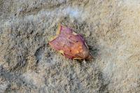 Carcina quercana