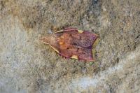 Carcina quercana