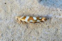 Argyresthia goedartella