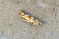 Argyresthia goedartella