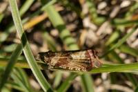Celypha cespitana