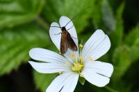 Cauchas rufimitrella
