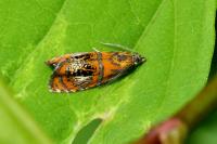 Olethreutes arcuella