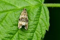 Celypha lacunana