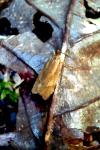Diurnea lipsiella