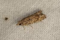 Acroclita subsequana