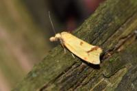 Agapeta hamana