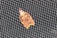 Carcina quercana