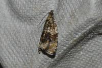 Celypha lacunana