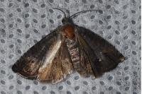 Cydia pomonella