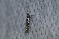 Parectopa ononidis