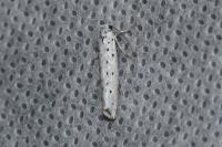 Yponomeuta