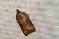 Acleris schalleriana