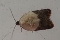 Acleris variegana