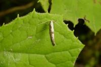Argyresthia conjugella