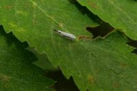 Lyonetia clerkella