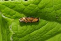 Mompha idaei
