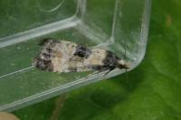 Neocochylis dubitana