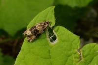 Celypha lacunana