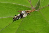 Hedya nubiferana