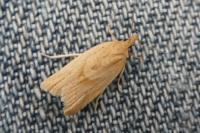 Clepsis coriacana