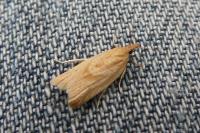 Clepsis coriacana