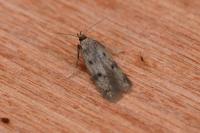 Borkhausenia nefrax
