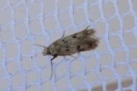Borkhausenia nefrax