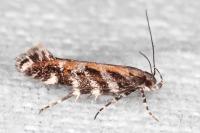Aristotelia ericinella