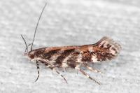 Aristotelia ericinella
