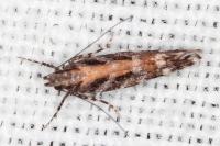 Aristotelia ericinella