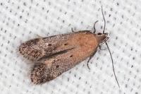 Stomopteryx remissella
