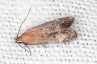 Stomopteryx remissella