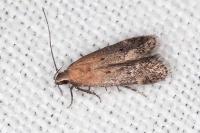 Stomopteryx remissella