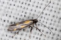 Euspilapteryx auroguttella