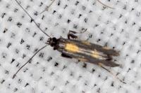 Euspilapteryx auroguttella