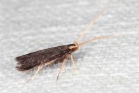 Lecithocera nigrana