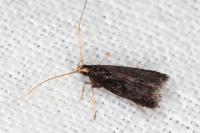 Lecithocera nigrana