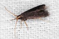 Lecithocera nigrana